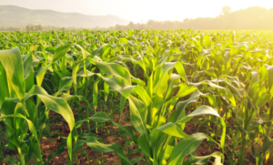 Sun shinning down on a corn field