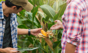 Farmers inspecting ear of corn
