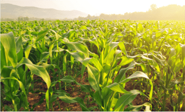 Corn field