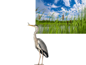 Corn Sustainability - U.S. Grains Council